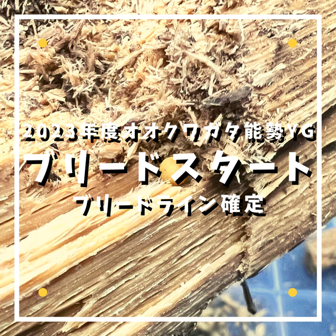 2023年度ブリードスタート