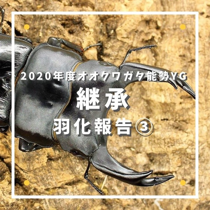 継承 (1)