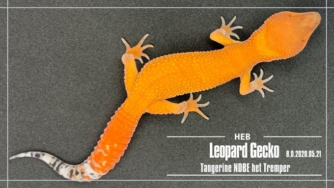 Tangerine NDBE het Tremper (1)
