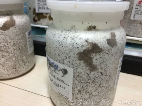 幼虫飼育状況(能勢YG) (8)
