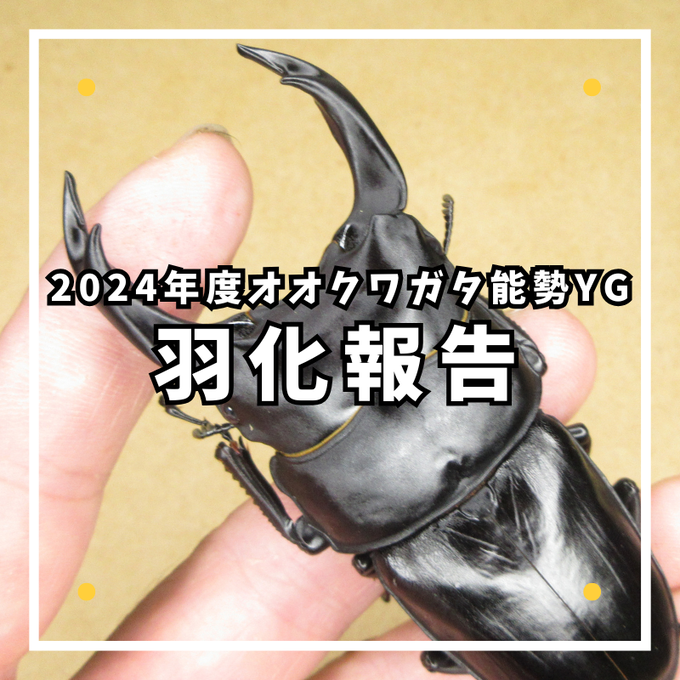 2024年羽化報告