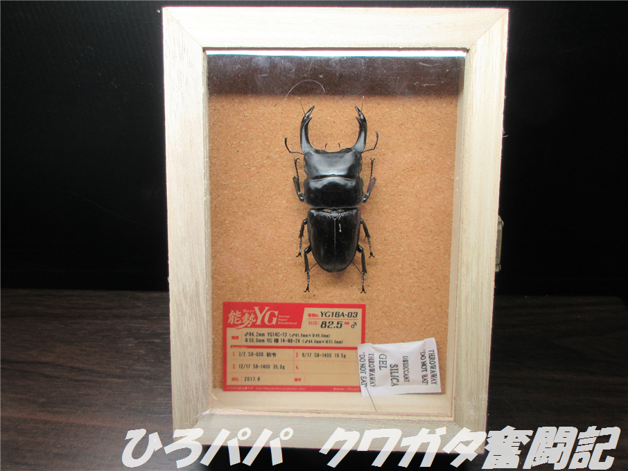 グラントチリクワガタ　展足済み標本 ?media_id=3010398912743453164