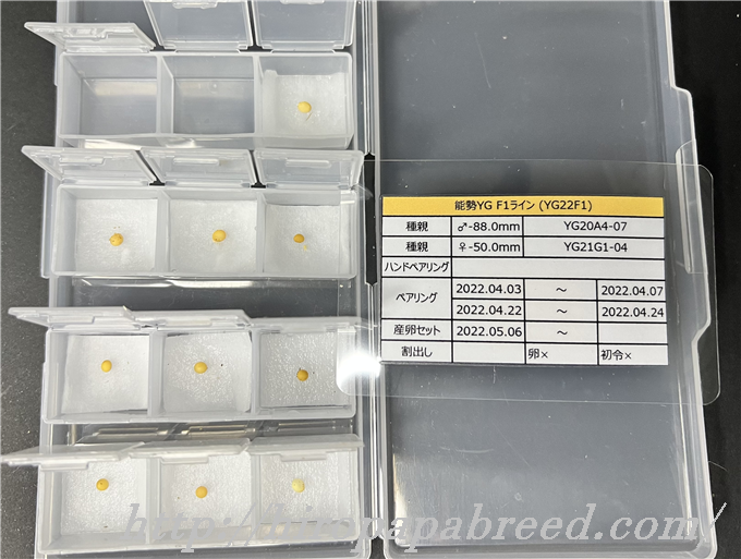 YG22F1 (1)