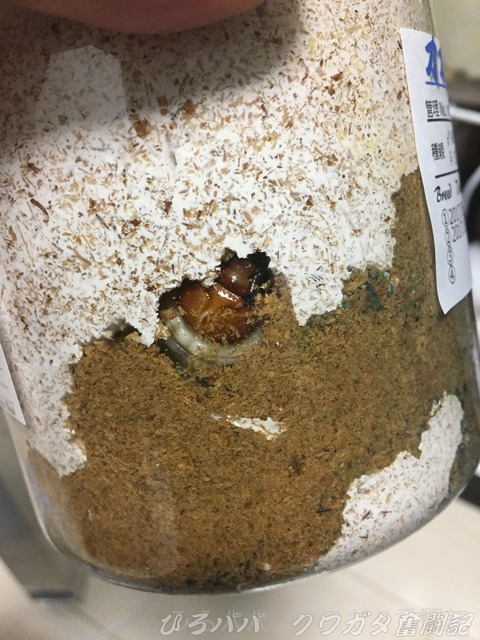 幼虫飼育状況(能勢YG) (9)