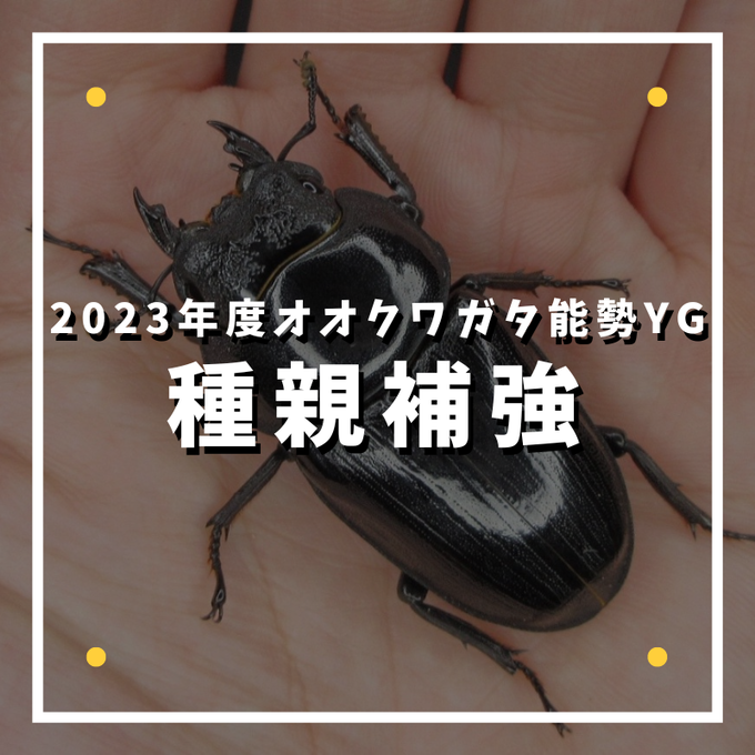 2023年度種親補強