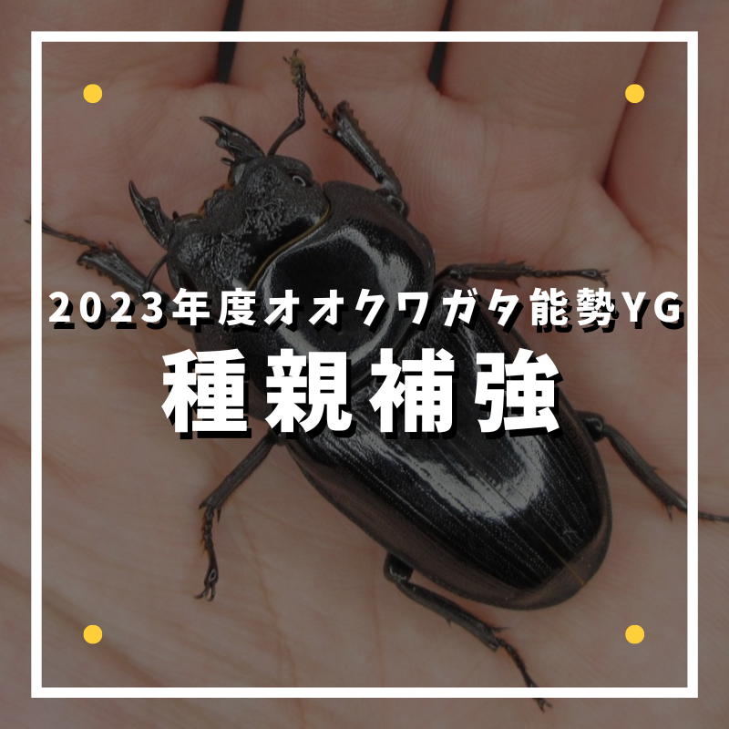 能勢YG】2023年度種親補強 : ひろパパ BreedingJournal
