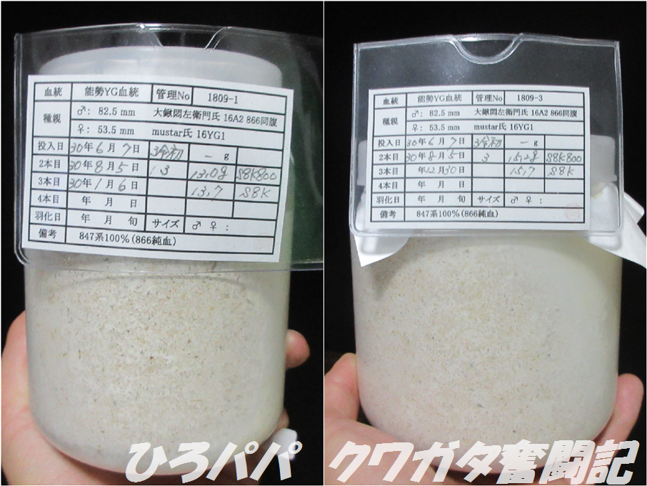 Amazon | 三宝 ギフトバッグ OPP袋 テープ付 ハガキ用 10×15.5cm