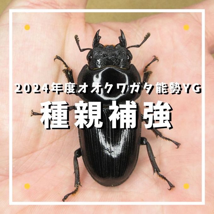 2024年度種親補強