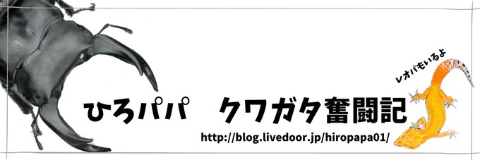 ひろパパ　クワガタ奮闘記のコピー