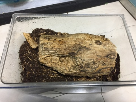 17Aライン♀取り出し