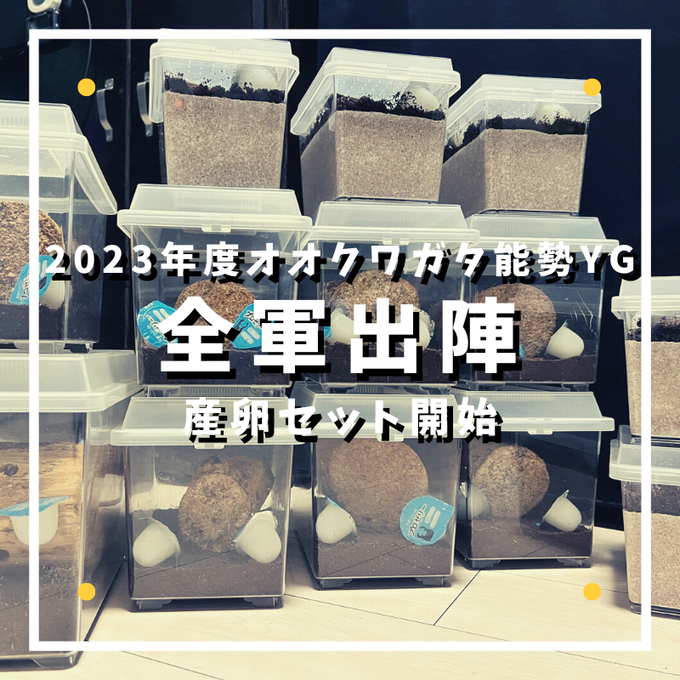 全軍出陣