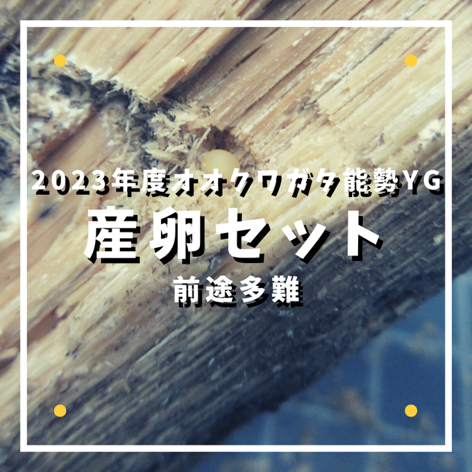 産卵セット