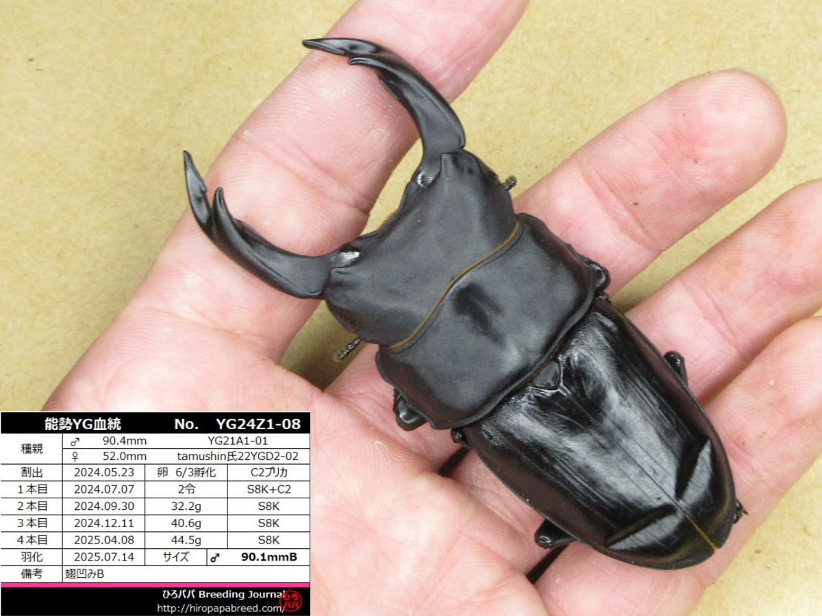 能勢YG】2024年度羽化報告 : ひろパパ BreedingJournal
