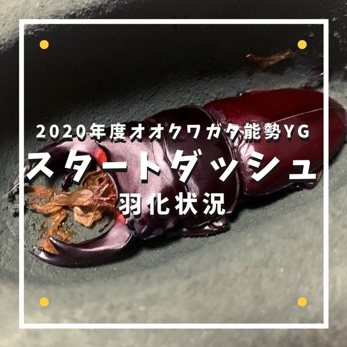 スタートダッシュ