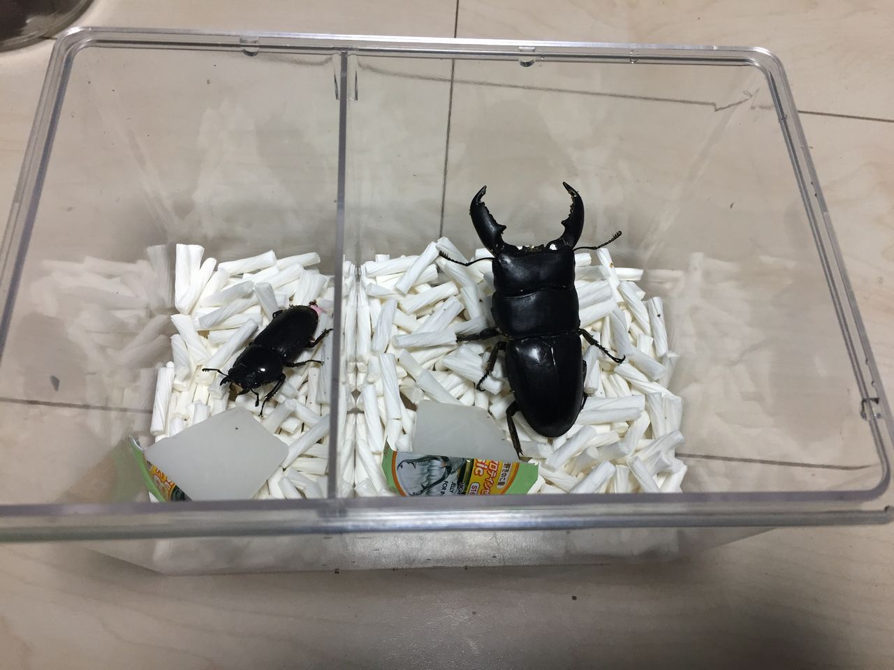 成虫管理マット ひろパパ Breedingjournal