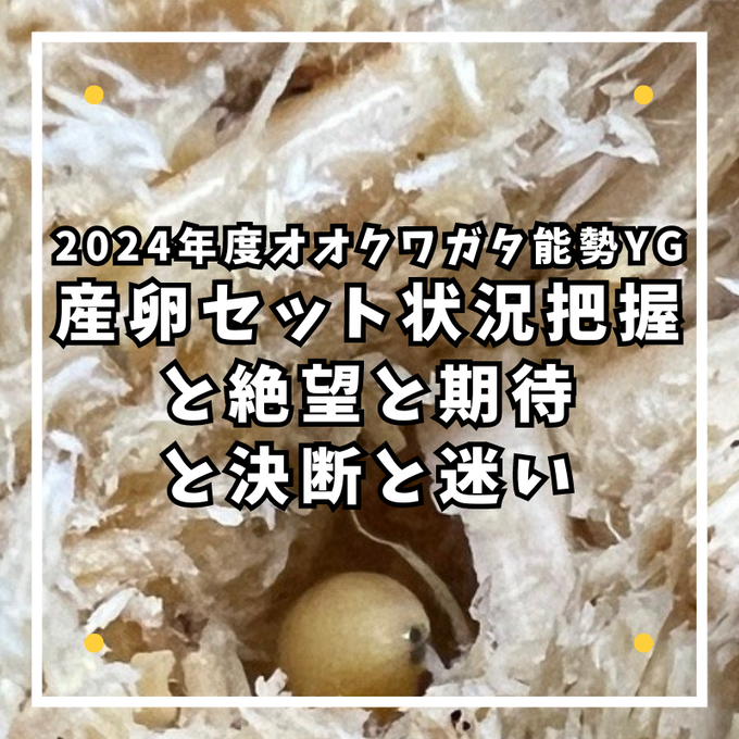 2024年度産卵セット