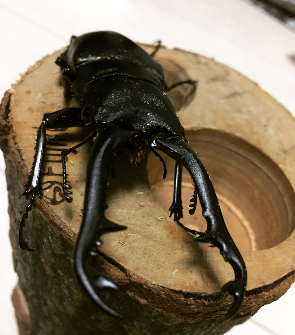 ギラファノコギリクワガタ 初めてのハンドペアリング : ひろパパ