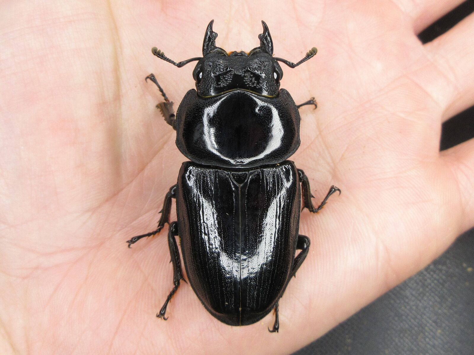 ！種親放出！☆89.1mm同腹☆【能勢YG血統】新成虫♀56.2mm(Gull氏YG1506_88.8㎜同腹×Gull氏YG1616強制早期羽化個体) 2025年最新Yahoo!オークション -能勢yg 成虫(クワガタムシ)の中古品