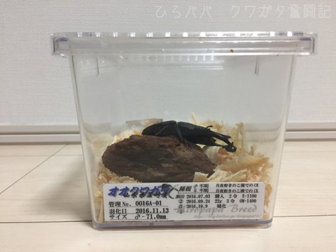 成虫管理ラベル
