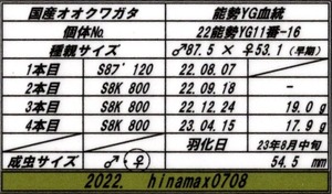 hinamax氏22能勢YG11番-16ラベル