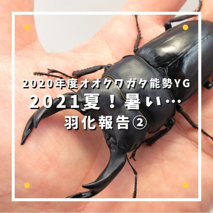 羽化報告②