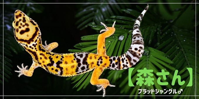 森さんのコピー