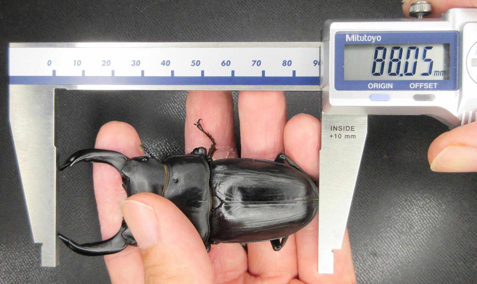 能勢YG】2023年度羽化報告 : ひろパパ BreedingJournal