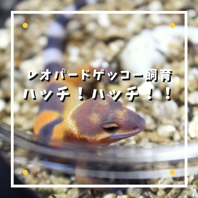 レオ様との確認用 届いたのは2枚目 色褪せ 毛玉