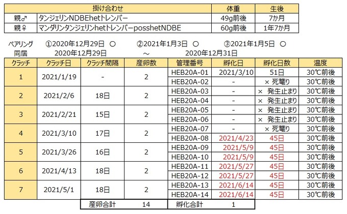 あかり産卵記録