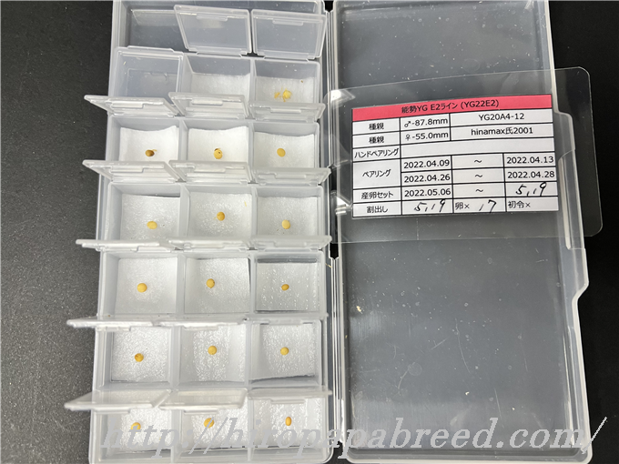 YG22E2 (1)