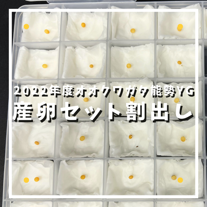 産卵セット割出し