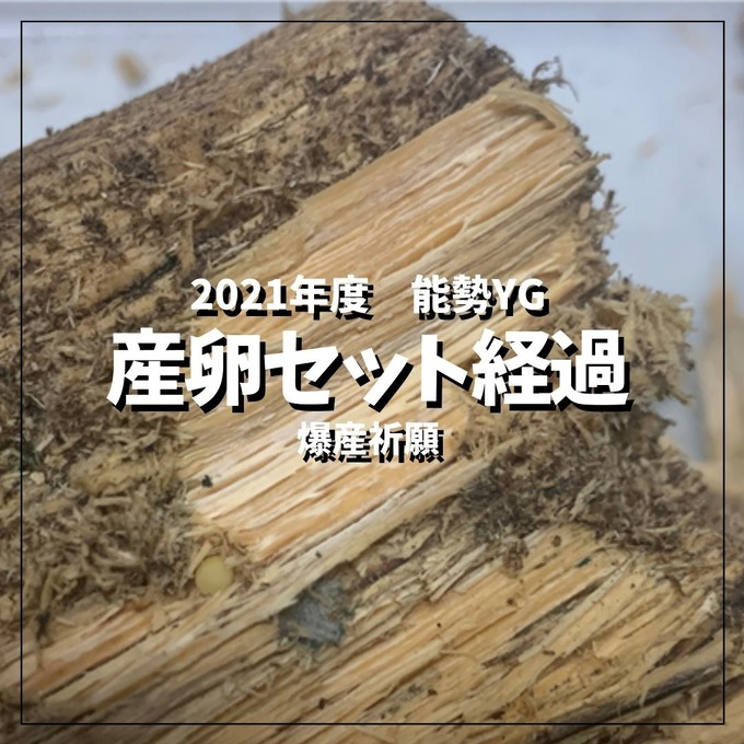 産卵セットのコピー