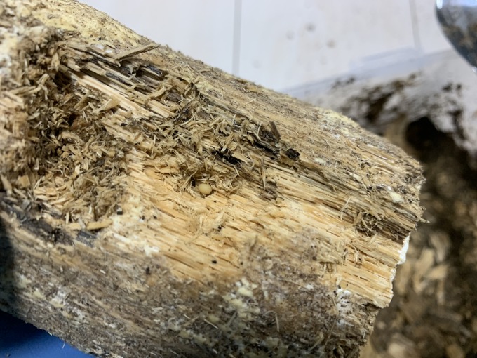 アトムさん17年3番×YG18A3-05