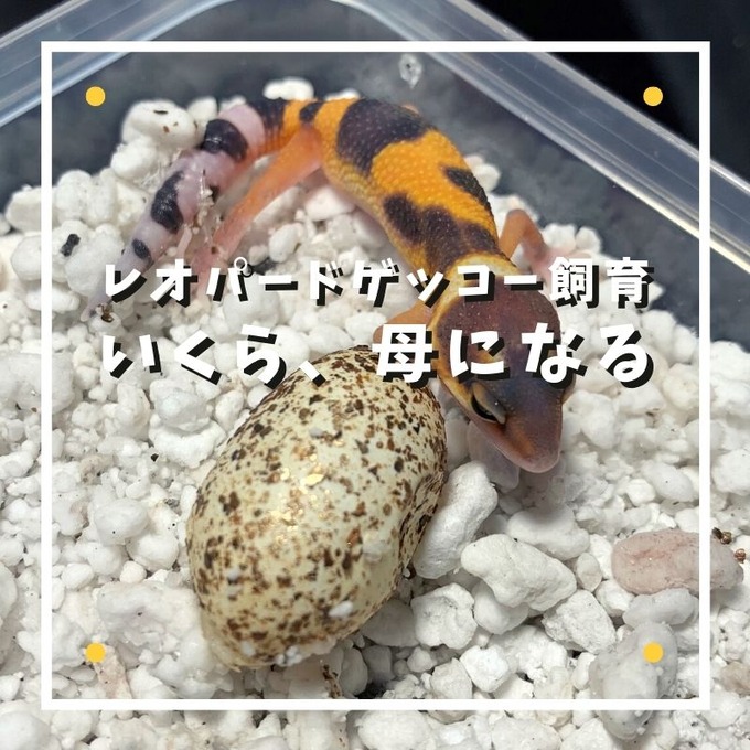 いくら、母になる