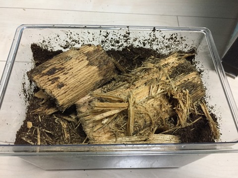 17Bライン ♀取出し