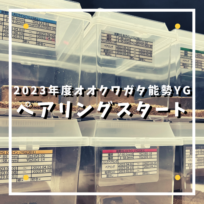 2023年度ブリードスタート