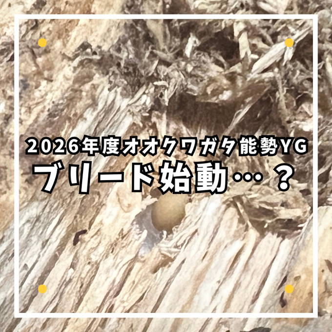ブリード始動…？
