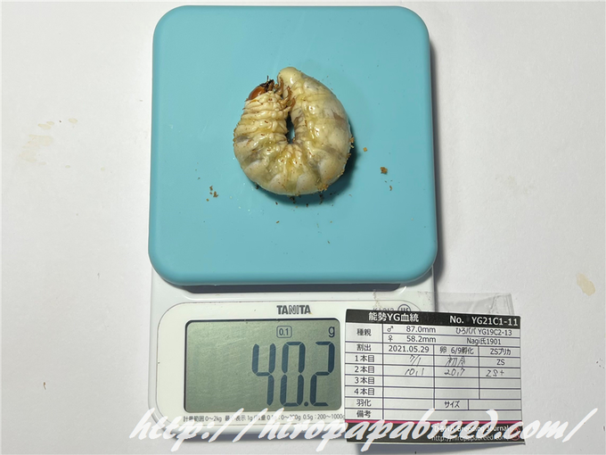 YG21C1-11