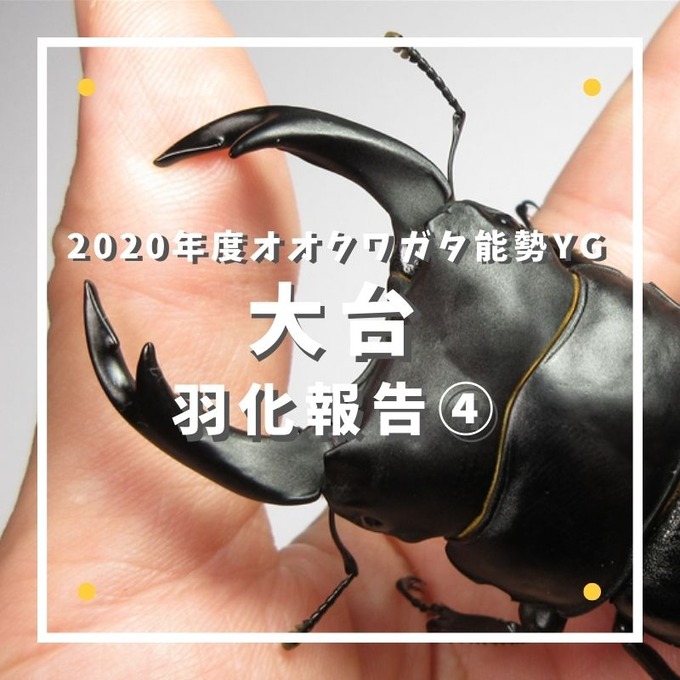 大台