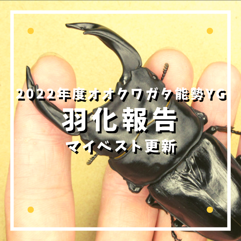 【超目玉】 能勢YG】2022年度羽化報告 : ひろパパ BreedingJournal その他