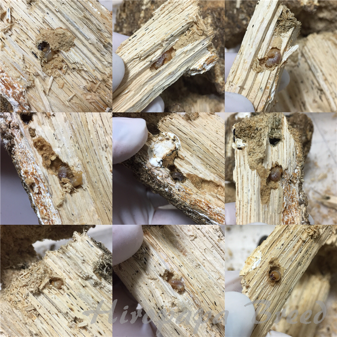 C1ライン割出し (40)