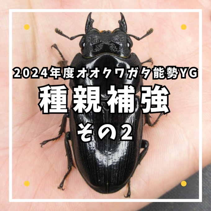2024年度種親補強その2