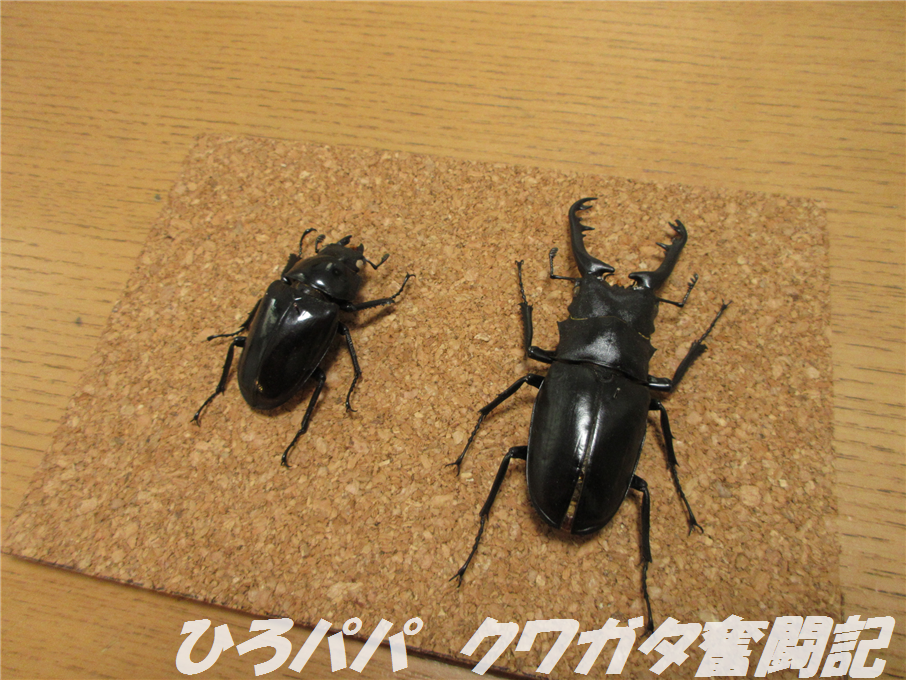 グラントチリクワガタ　展足済み標本 グラントチリクワガタ 展足済み標本