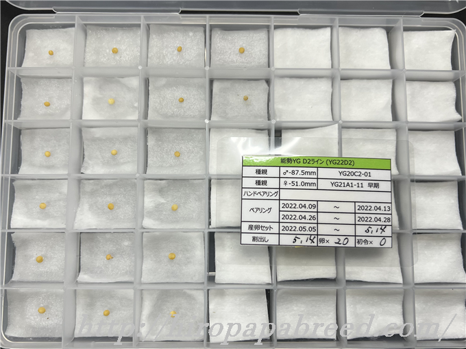 YG22D2 (1)