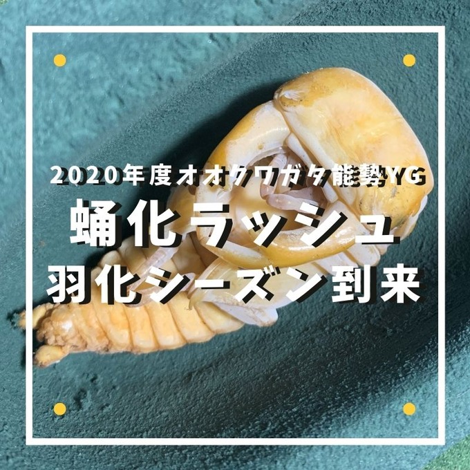 蛹化ラッシュ (2)