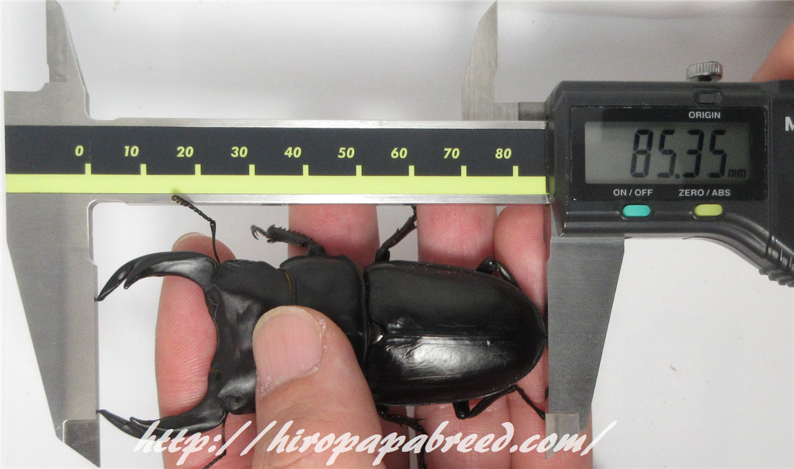 【川西産】オオクワガタ、♂83.0mm、♀53.0mmペア：1909-1 23年羽化 久留米産オオクワガタ 81.5mmペア ジュリクワ氏ブリード個体