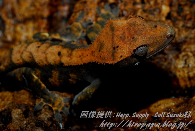 CrestedGeckoHarlequinOrangeBlackMale04-03