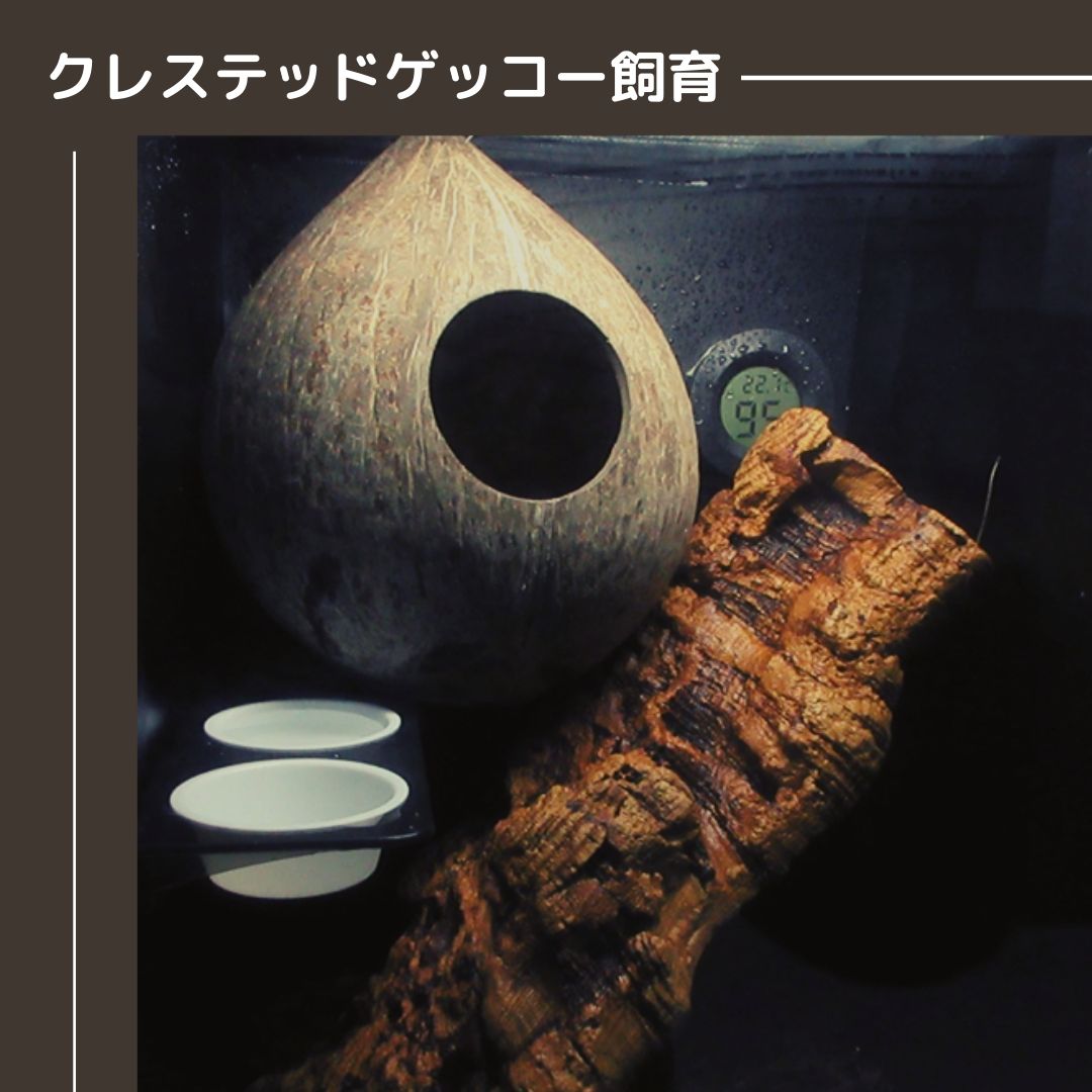 クレステッドゲッコー飼育セット