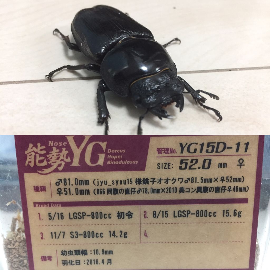 オオクワガタ能勢YG 産卵セット : ひろパパ BreedingJournal