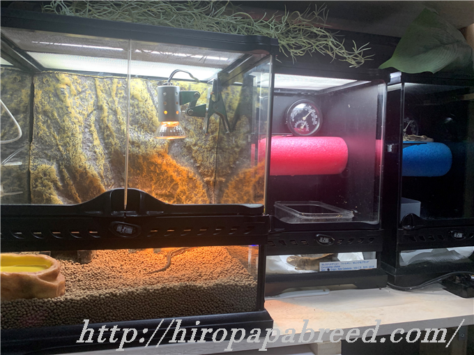 ニホントカゲ飼育 とかちゃん ひろパパ Breedingjournal ニホントカゲ飼育 とかちゃん ひろパパ Breedingjournal